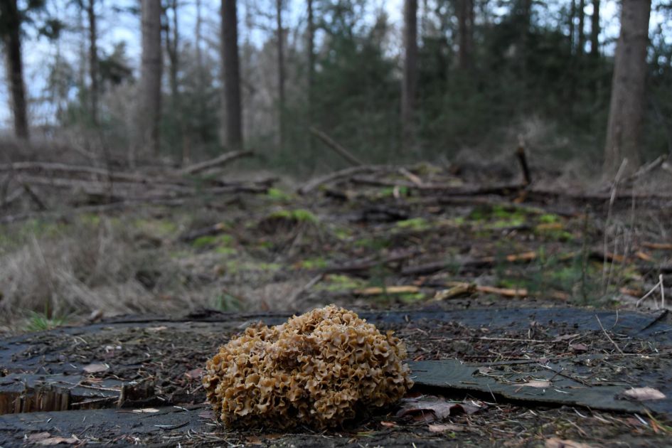 Welke paddestoel is dit?